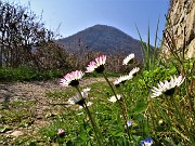 Benedetta primavera sui sentieri per il Monte Ubione da Ubiale-18mar23 - FOTOGALLERY